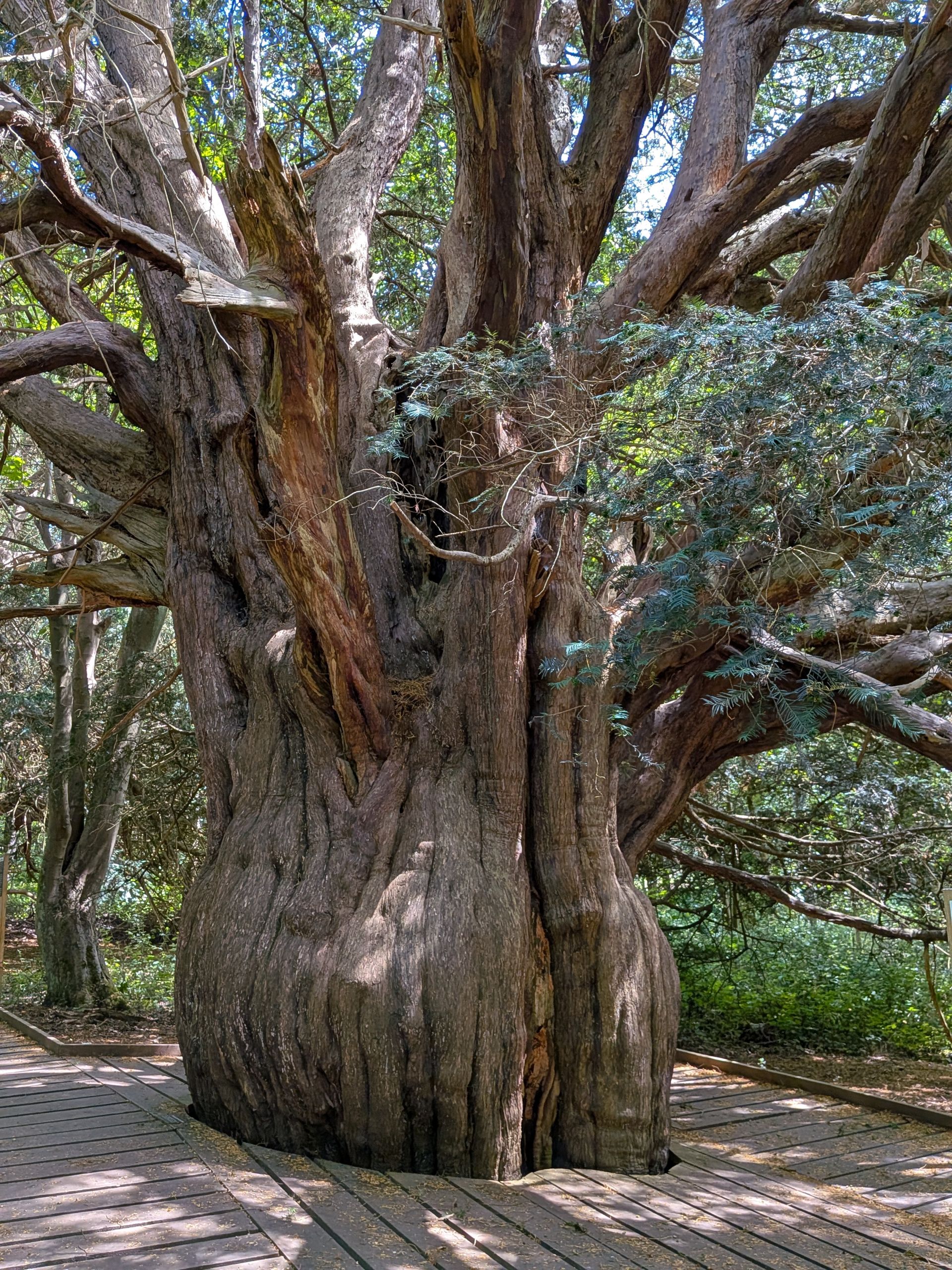 Yew tree